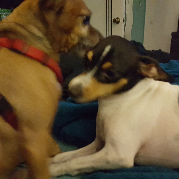 Meet your Posher, Debi - Picture 2 of 2